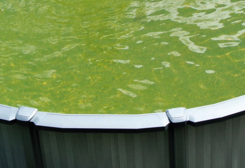 Eau verte dans une piscine hors-sol