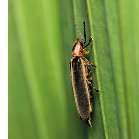 Pour soulager une piqûre d’insecte enflée et douloureuse, vous devez d’abord commencer par identifier l’insecte qui vous a piqué. 